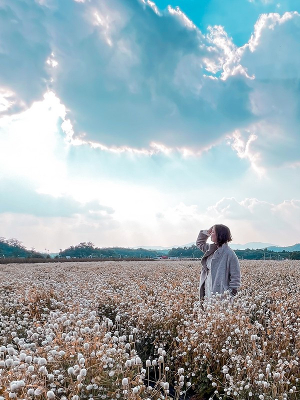 Cận cảnh hoa Cầu Vồng