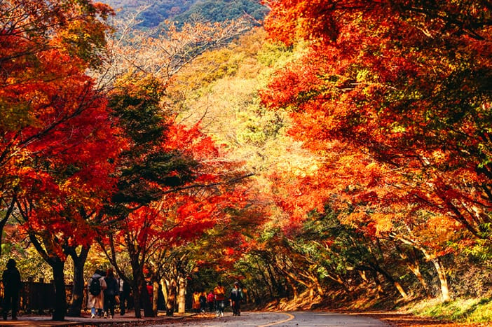 Khám phá vẻ đẹp độc đáo với các địa điểm du lịch Hàn Quốc mùa thu