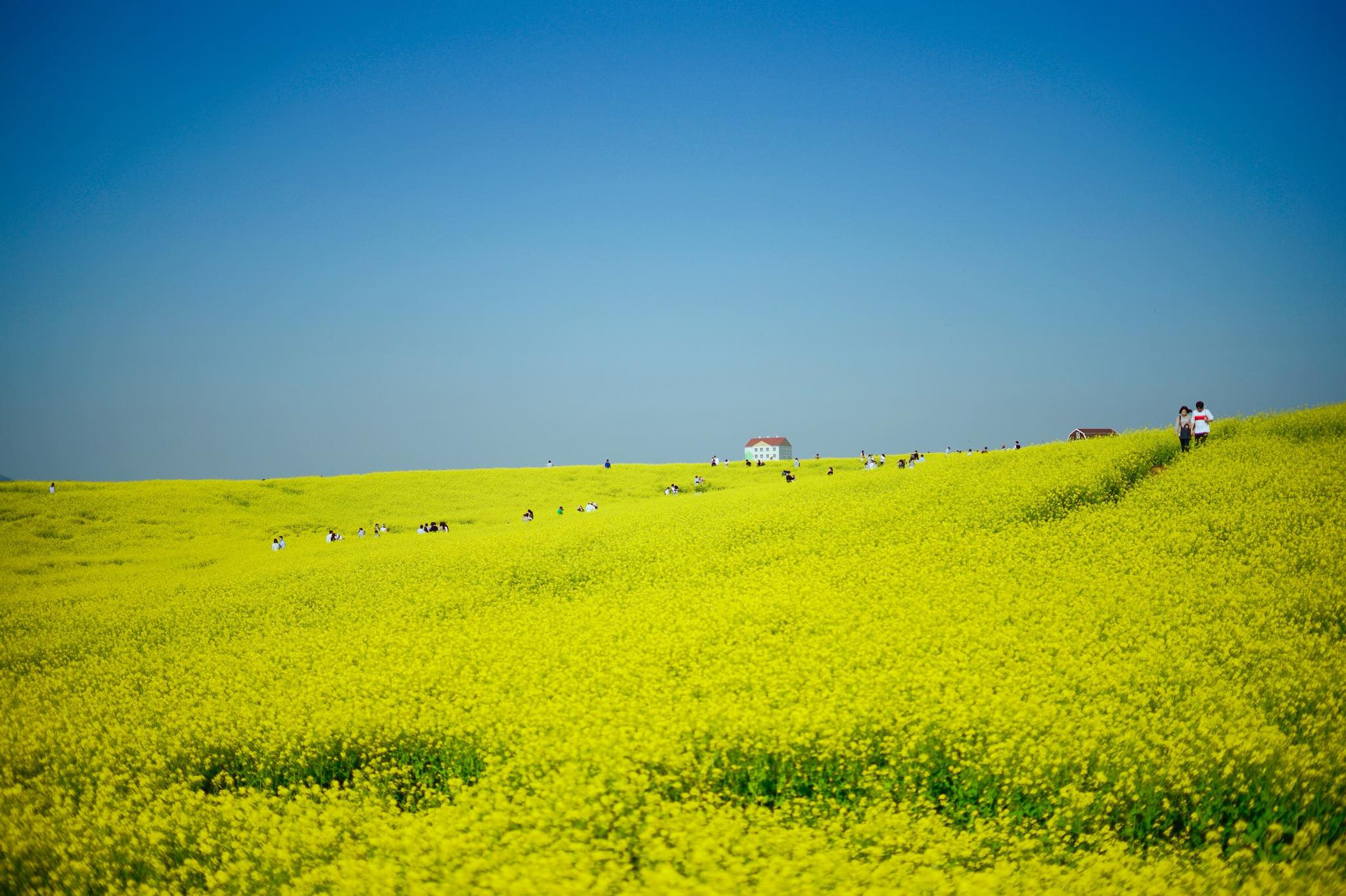 Cảnh sắc mùa thu tại nông trại Anseong