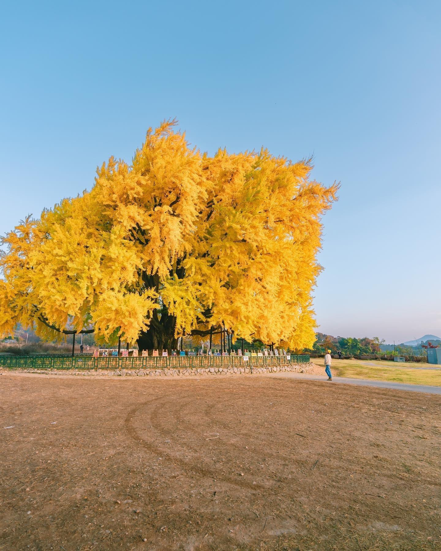 Cây Ngân Hạnh 800 tuổi còn được gọi là Cây Hạnh Phúc