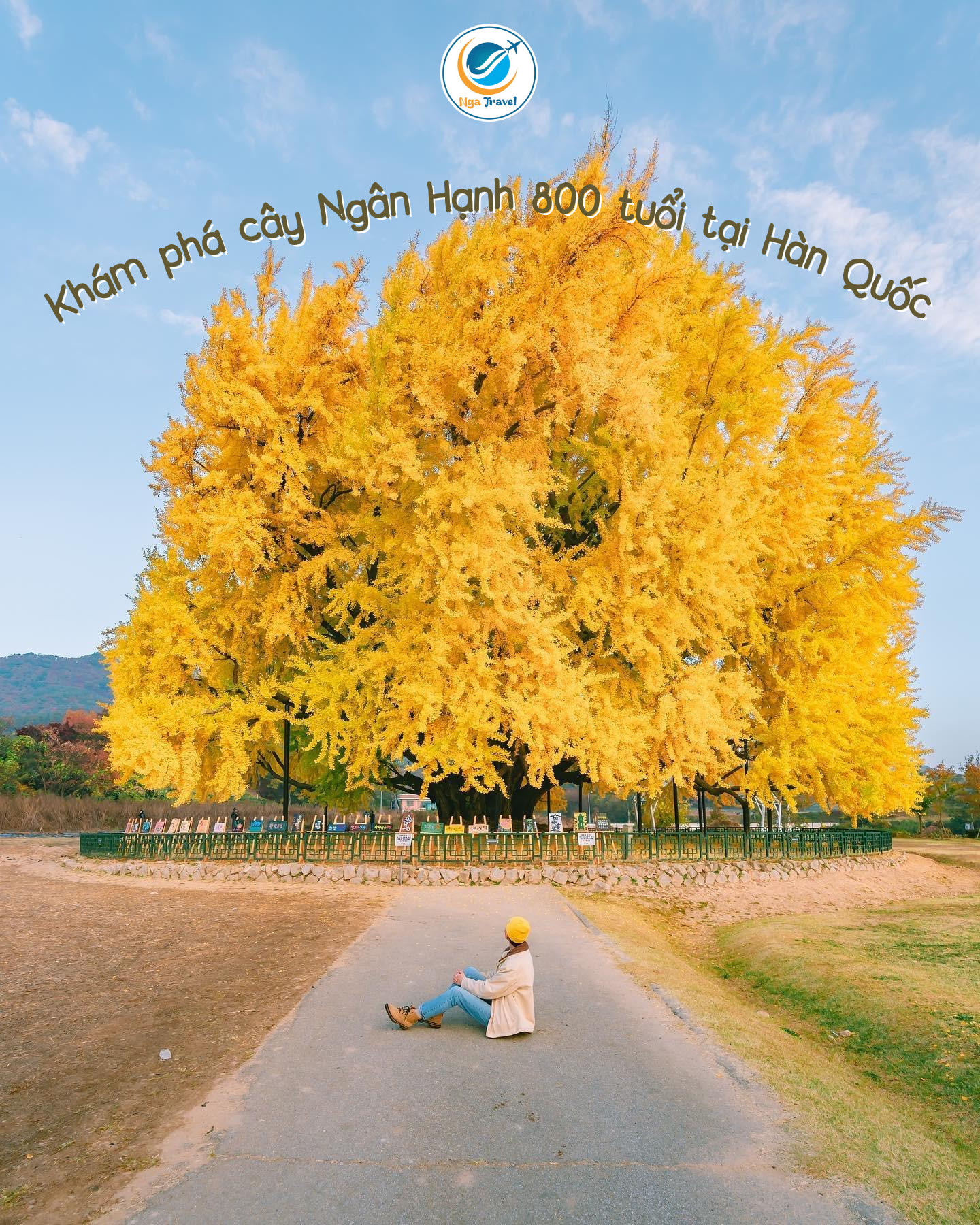 Khám phá cây Ngân Hạnh 800 tuổi tại Hàn Quốc