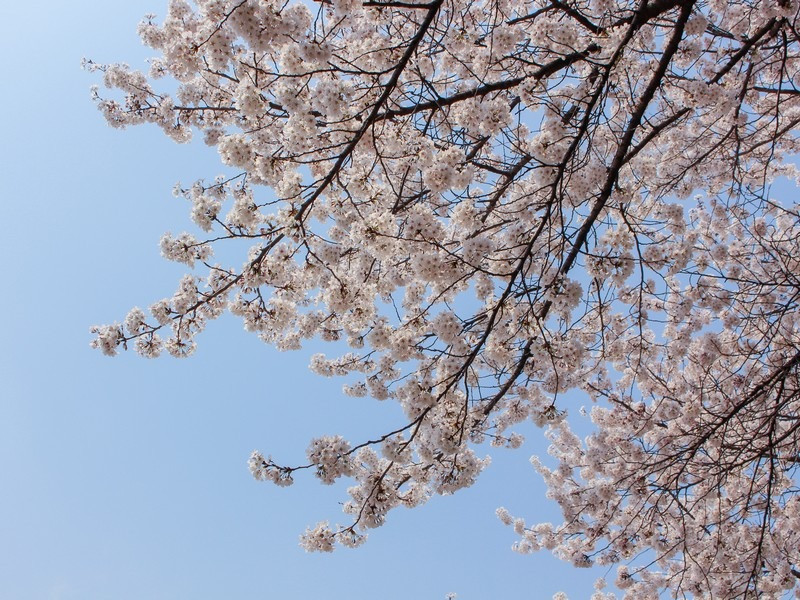 Con đường rợp bóng cây xanh mát trong công viên Dream Forest