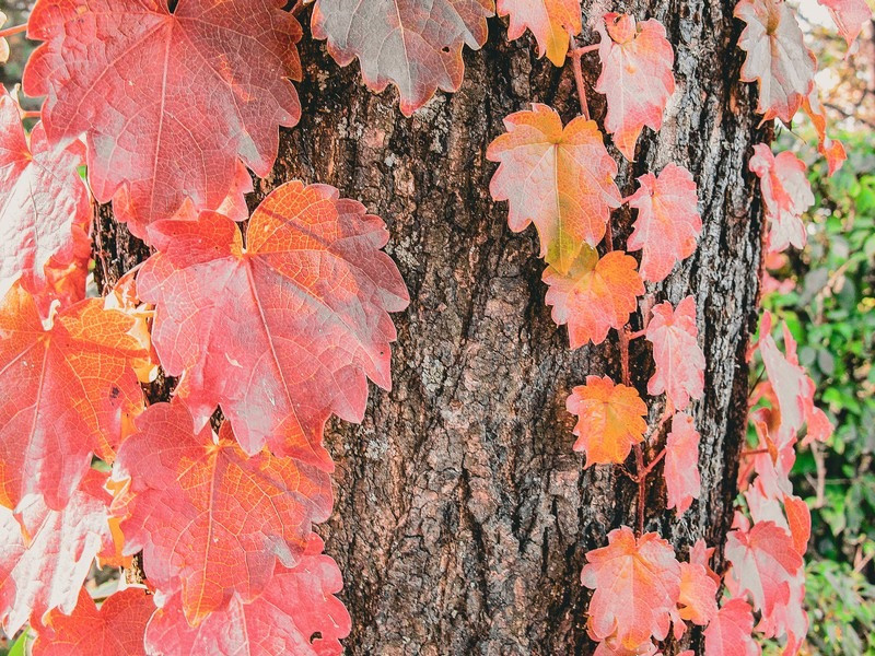 Cổng chính của pháo đài Hành Châu Sơn Thành