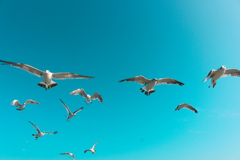 Đảo Seonyudo, Gunsan, Jeollabuk-do, Hàn Quốc