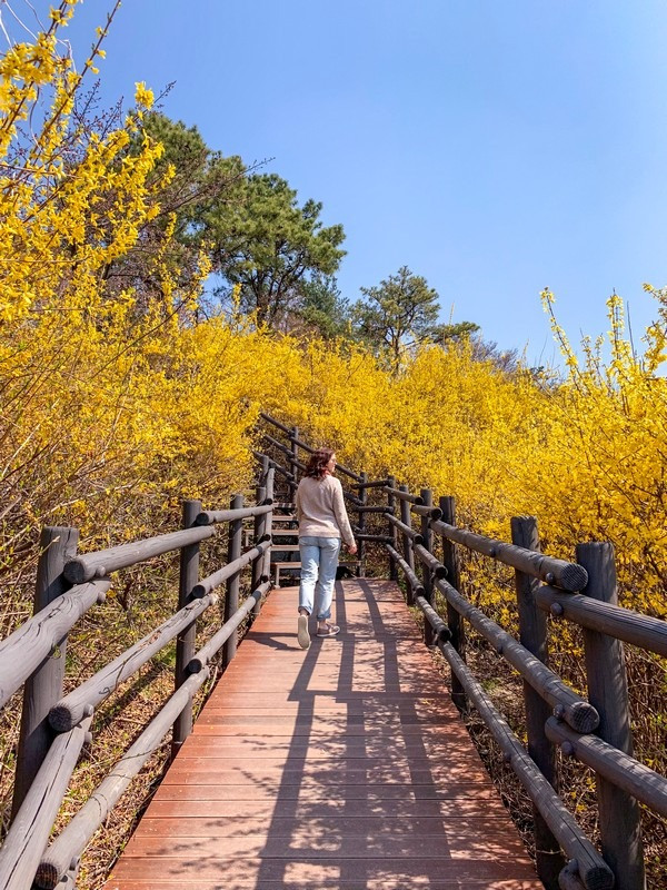 Hoa Forsythia trên núi Eungbongsan, Seoul, Hàn Quốc