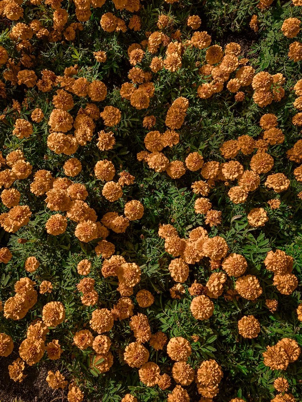 Một góc khác của Vườn Phía Tây