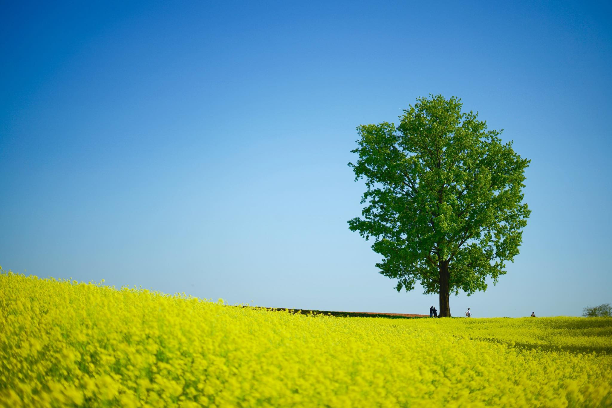 Mùa thu tại nông trại Anseong