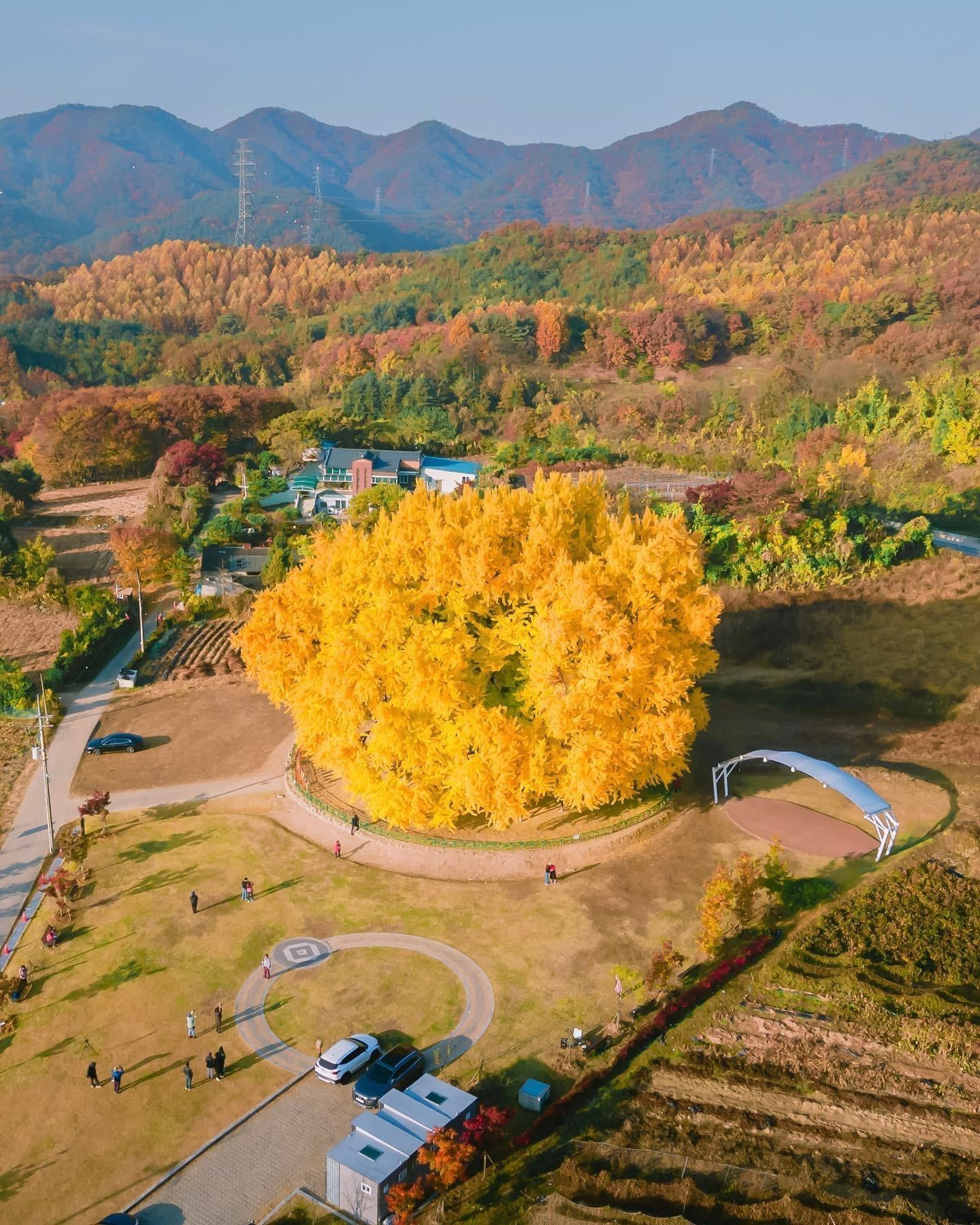 Người dân địa phương coi cây Ngân Hạnh là cây linh thiêng