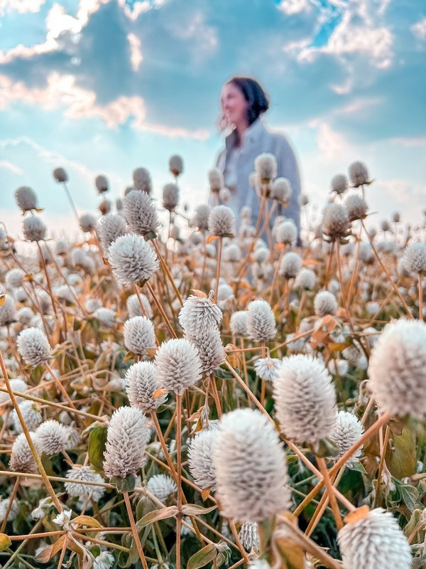 Sắc màu rực rỡ của hoa Cầu Vồng