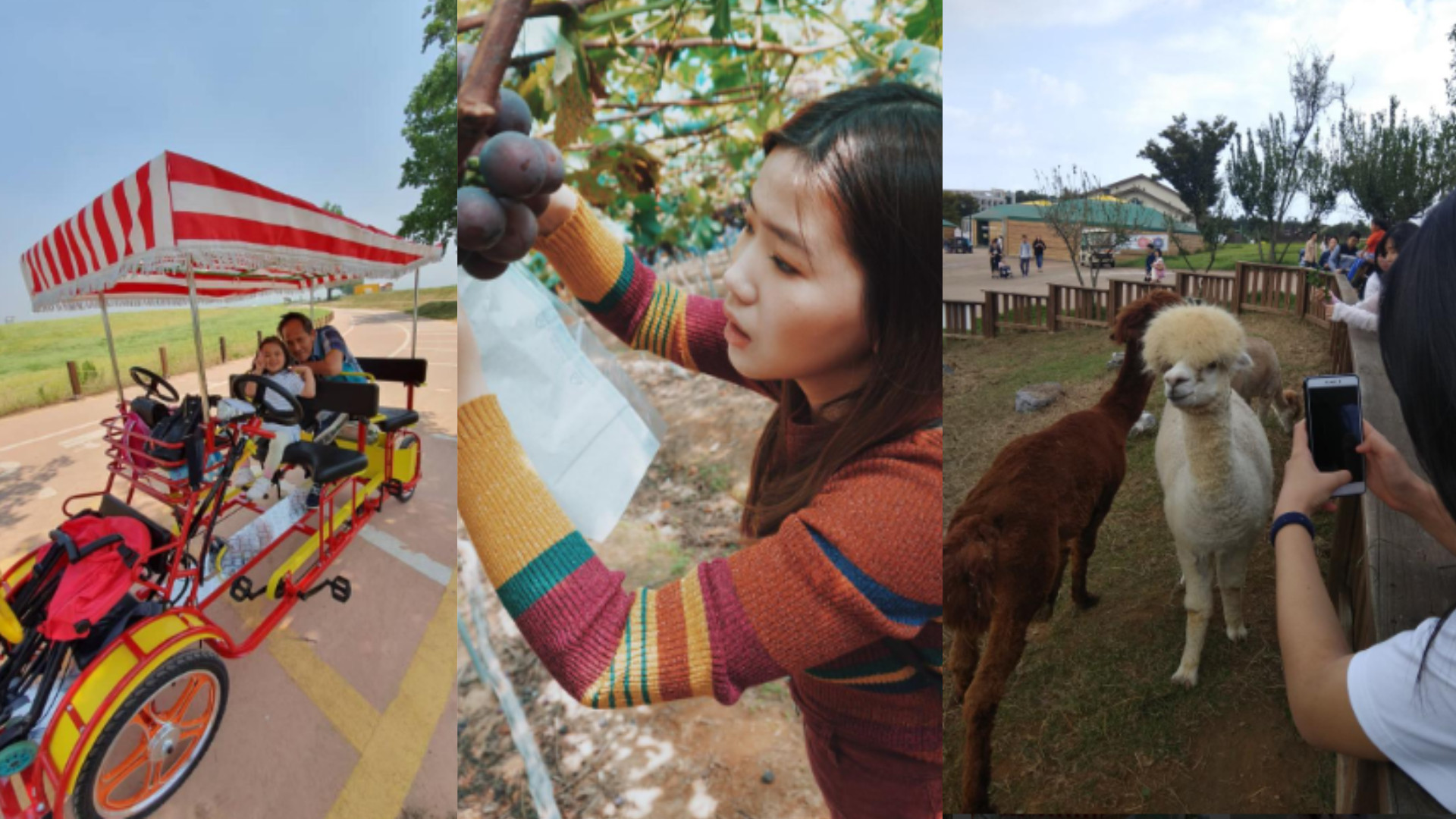 Trải nghiệm các hoạt động tại nông trại