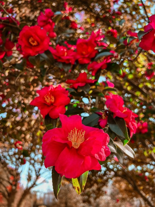 Vườn hoa trà tại Vườn Phía Tây